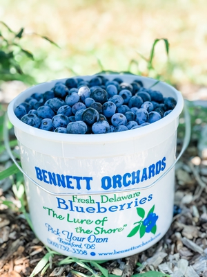 Bennett Blueberry bucket filled to the brim with beautiful Bennett Blueberries.